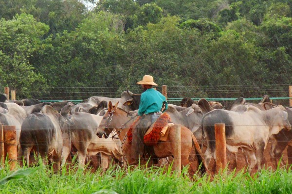 Manejo Sanitário Profilático